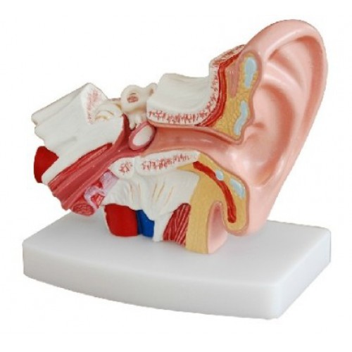 Desktop Ear Joint Modelo Medical Anatomy XC-303D