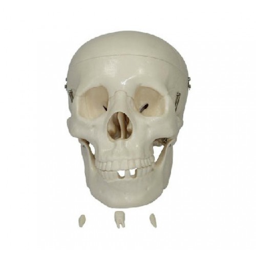 Modelo Cráneo Anatómico XC-104 tres partes