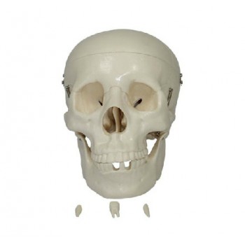 Modelo Cráneo Anatómico XC-104 tres partes