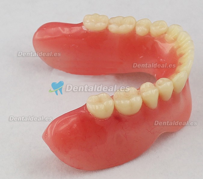 Dientes dentales Implante Modelo Of Jaw Para Study y Teach M-2014b