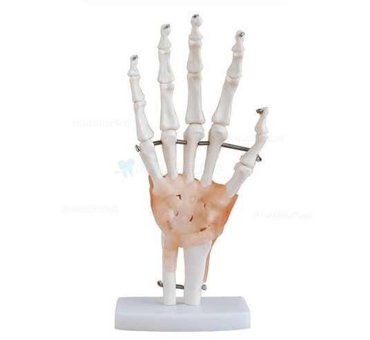 Modelo del esqueleto de la mano con ligamentos XC-114A