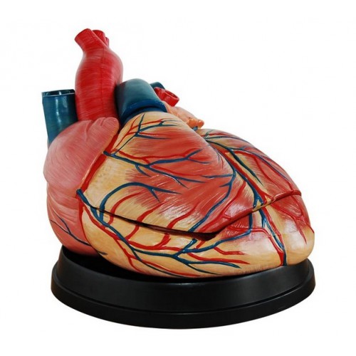 Modelo de corazón gigante para anatomía médica XC-307C