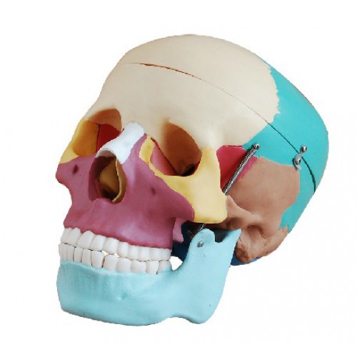 Skull Con Colored Bones Joint Modelo Medical Anatomy XC-104C