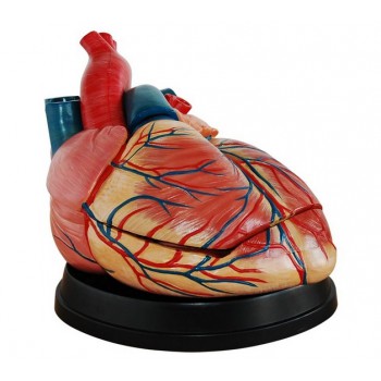 Jumbo Heart Modelo Medical Anatomy XC-307C