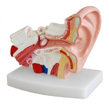 Desktop Ear Joint Modelo Medical Anatomy XC-303D