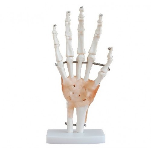 Modelo del esqueleto de la mano con ligamentos XC-114A