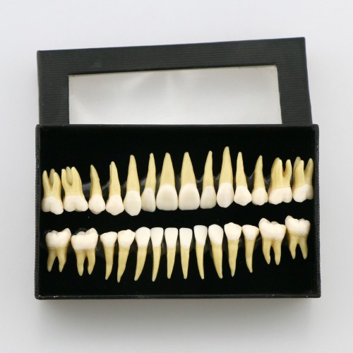 28pcs 1:1 Permanente completa dental modelo dientes model #7008