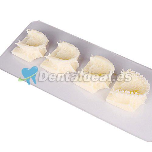 Dental maxillary grupo pantalla enseñanza cavidad Modelo