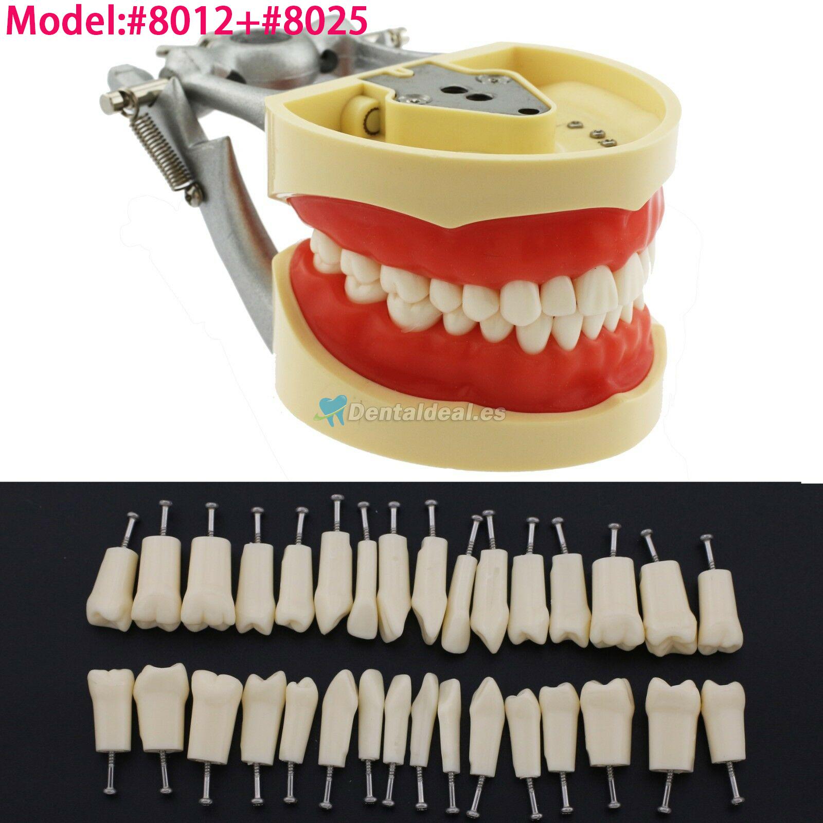 Dental Practica Tipodonto Modelo de Simulación 32 Reemplazar los Dientes Kilgore Nissin 200 Estilo