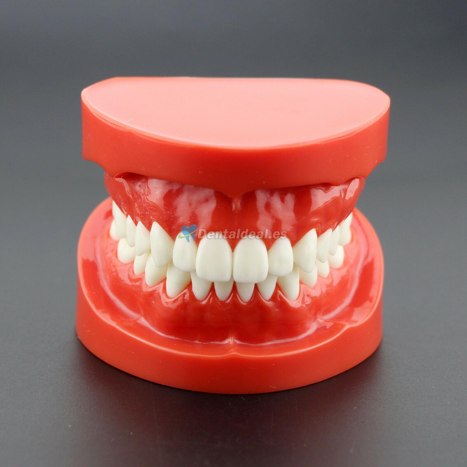 Estudio de enseñanza dental Estándar para adultos Dientes de demostración de Typodont Modelo 7004 Rojo