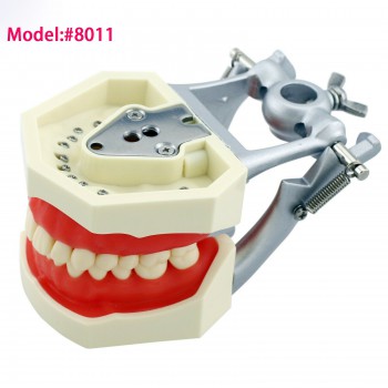 Kilgore Nissin 200 Estilo Dental Typodont Modelo Practica Simulación 28 Piezas de Reemplazo de dientes