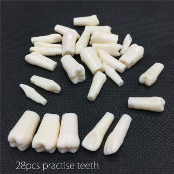 Simulación de resina del modelo dental de grano para la enseñanza de la preparación del examen de dentista