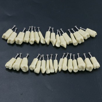 Modelo de simulación de tipodonto dental con 32 piezas de dientes extraíbles compatibles con Frasaco AG3