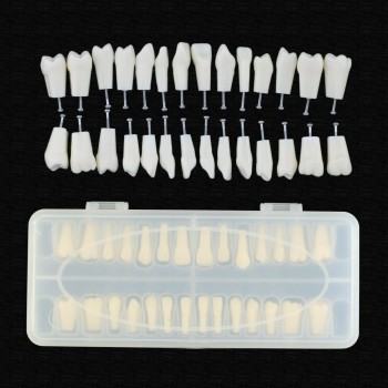 Reemplazo de dientes tipodonto dental con tornillo Fit 28 piezas dientes Frasaco ANA-4 tipodonto