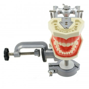 Tipodonto dental con poste de montaje con modelo de 28 piezas de dientes compatible con Kilgore Nissin 200