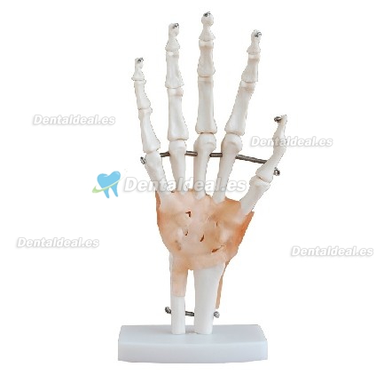 Hy Skeleton Modelo Con Ligaments XC-114A