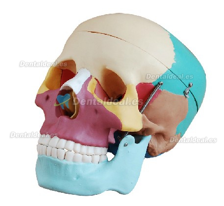 Skull Con Colored Bones Joint Modelo Medical Anatomy XC-104C