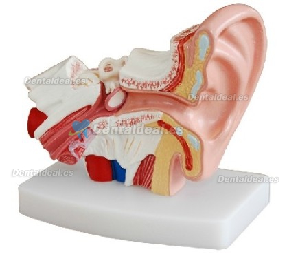 Desktop Ear Joint Modelo Medical Anatomy XC-303D