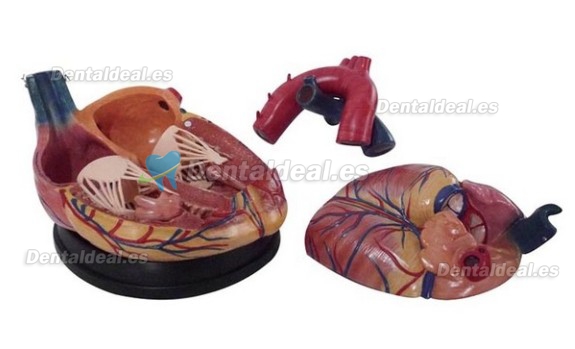 Jumbo Heart Modelo Medical Anatomy XC-307C