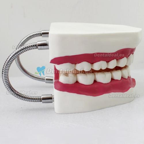 Seis veces el cuidado de dientes Oral Cepillarse Modelo Con grande Cepillo de dientes