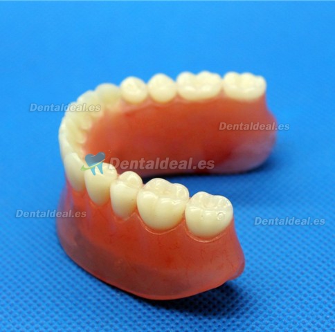 Dental Impant Modelo Para Reparación M-6007