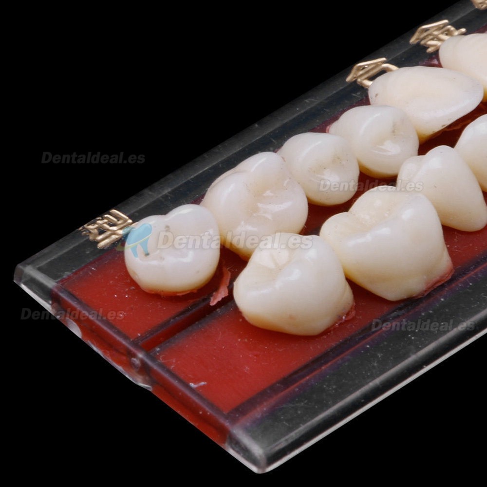 2Pcs Material de dentadura dental de porcelana guía de color de dientes con pasador de aleación 24#