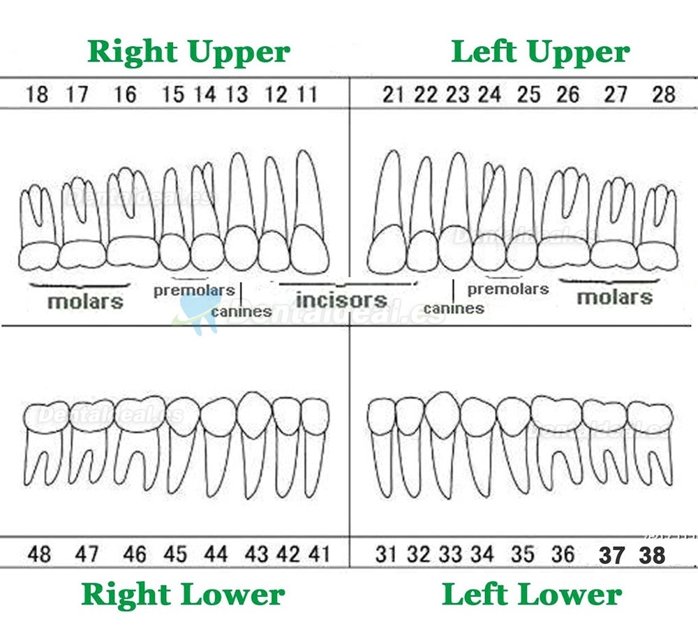 32Pcs Replacement Teeth Upper Lower For M8022 Model