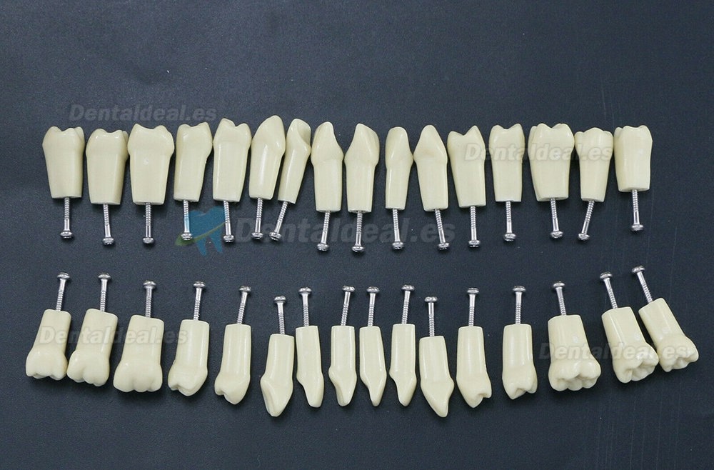 Tipodonto Dental Modelo Estándar 32PC Dientes Removibles Compatibles Tipo Frasaco AG3 Tipodonto Dental Modelo Estándar 32PC Dientes Removibles Compatibles Tipo Frasaco AG3
