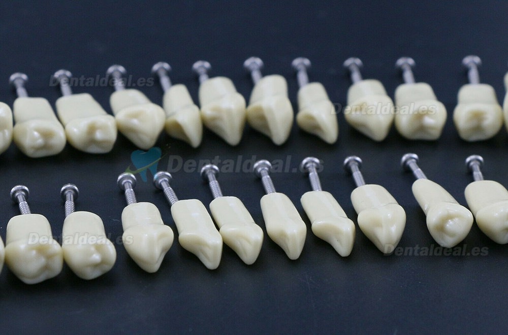 32Pcs Replacement Teeth Upper Lower For M8022 Model