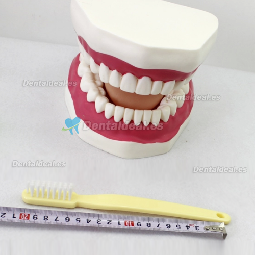 Seis veces el cuidado de dientes Oral Cepillarse Modelo Con grande Cepillo de dientes