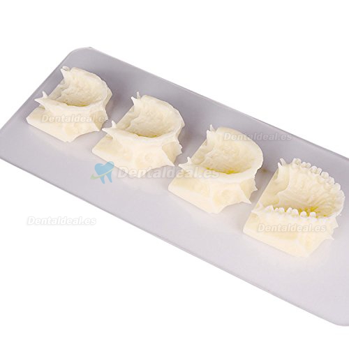 Dental maxillary grupo pantalla enseñanza cavidad Modelo