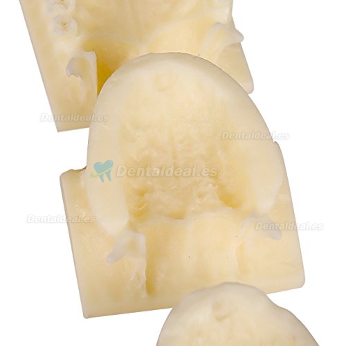 Dental maxillary grupo pantalla enseñanza cavidad Modelo