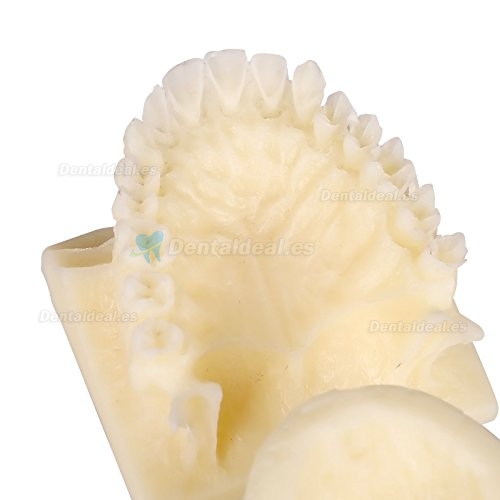 Dental maxillary grupo pantalla enseñanza cavidad Modelo