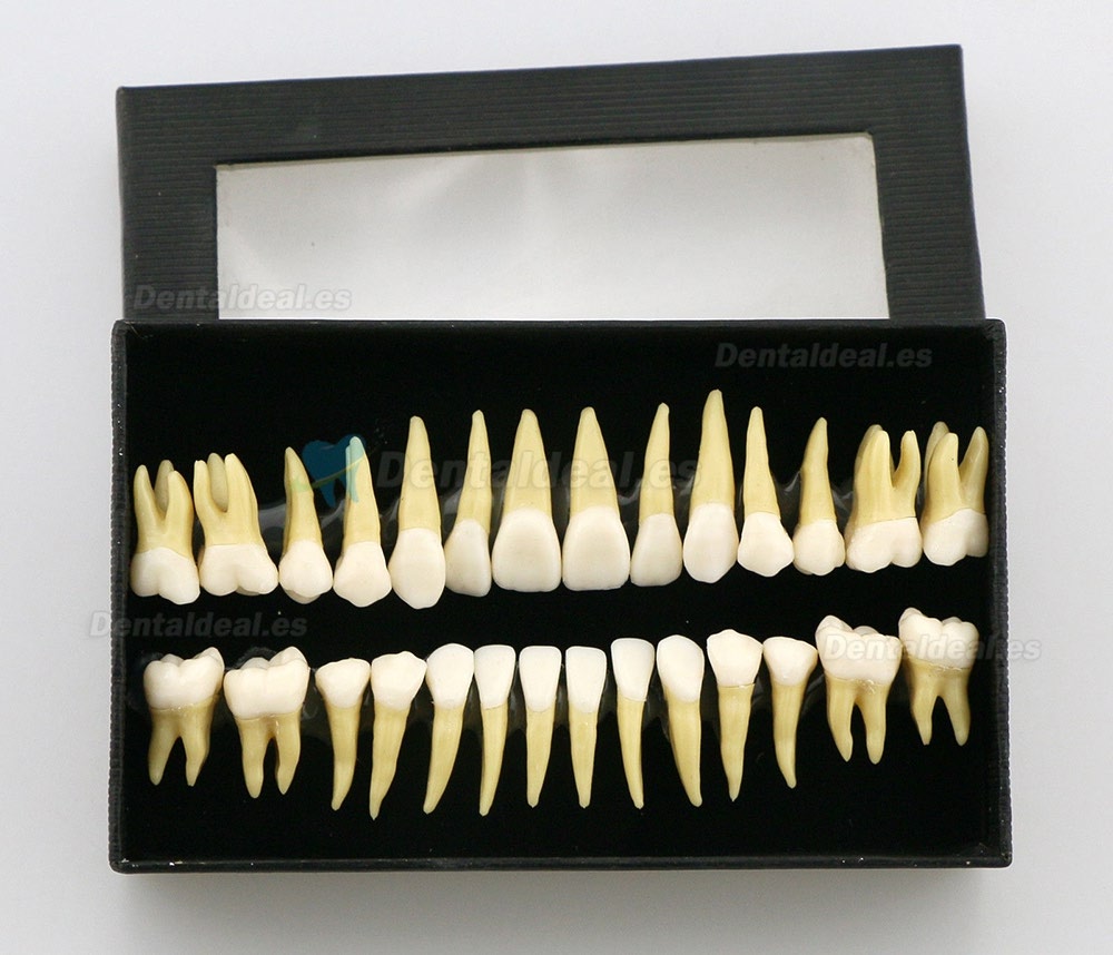 28pcs 1:1 Permanente completa dental modelo dientes model #7008