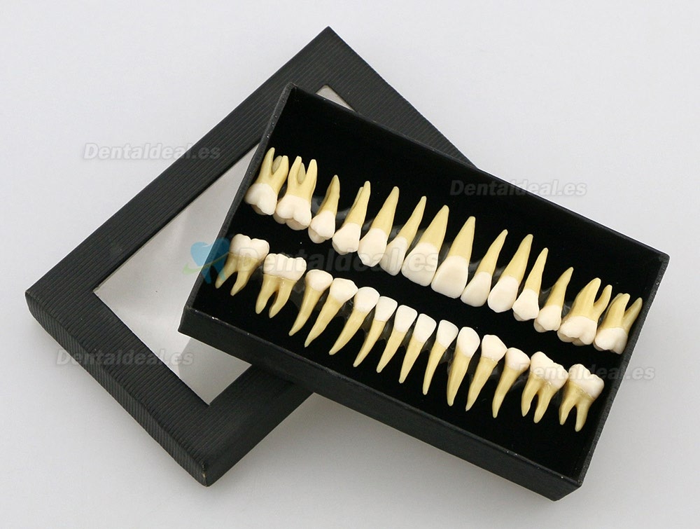 28pcs 1:1 Permanente completa dental modelo dientes model #7008