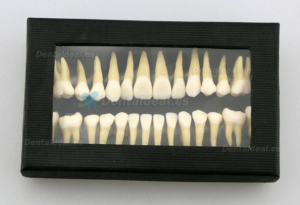 28pcs 1:1 Permanente completa dental modelo dientes model #7008