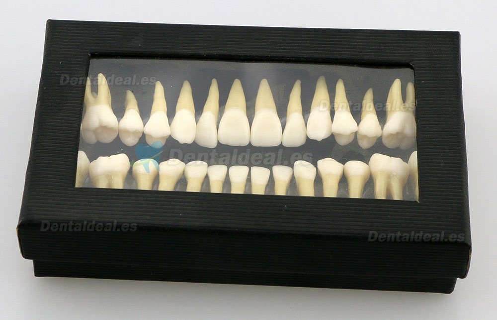 28pcs 1:1 Permanente completa dental modelo dientes model #7008