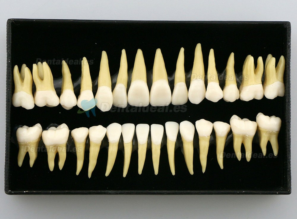 28pcs 1:1 Permanente completa dental modelo dientes model #7008