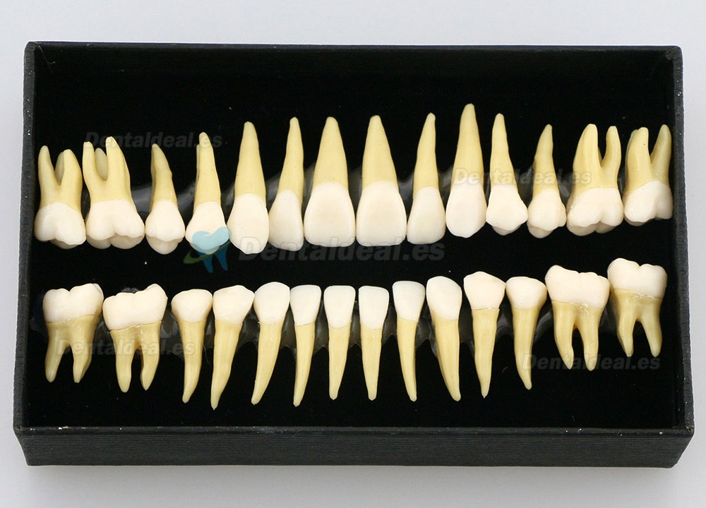 28pcs 1:1 Permanente completa dental modelo dientes model #7008