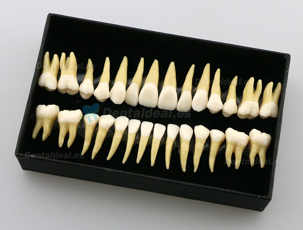 28pcs 1:1 Permanente completa dental modelo dientes model #7008