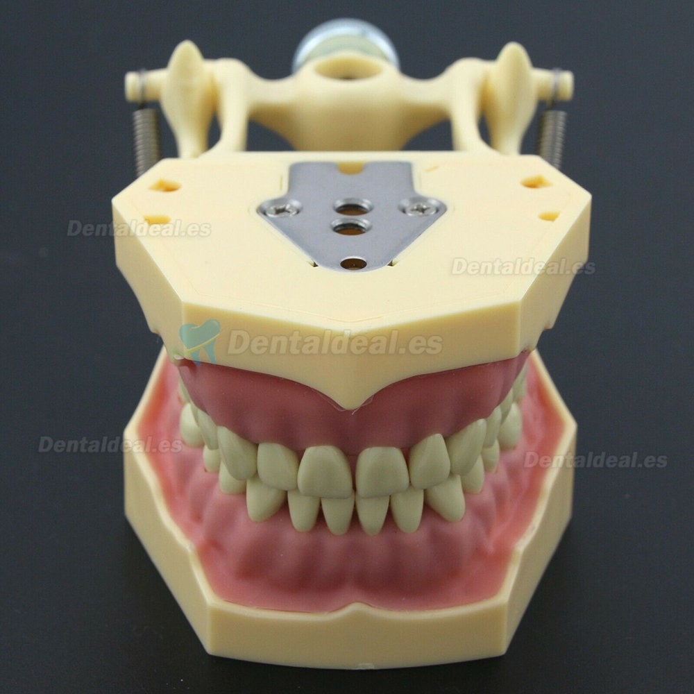 Dental Restorative Typodont Model M8014-2 Compatible Frasaco AG3 Type