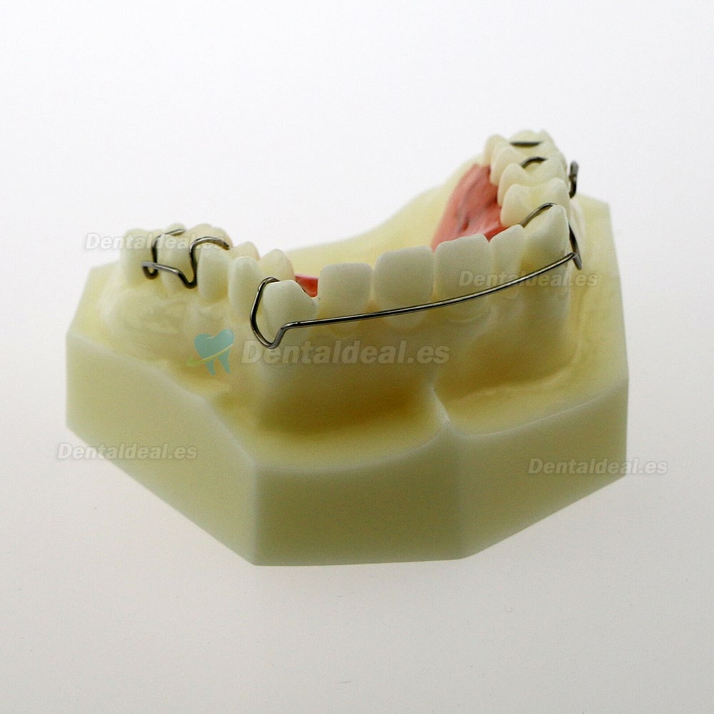 Modelo Dental Hawley Retainer Modelo # 3007 01