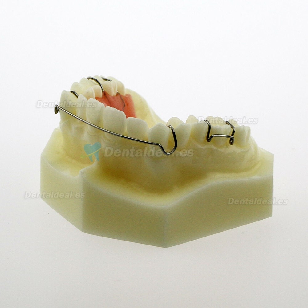 Modelo Dental Hawley Retainer Modelo # 3007 01