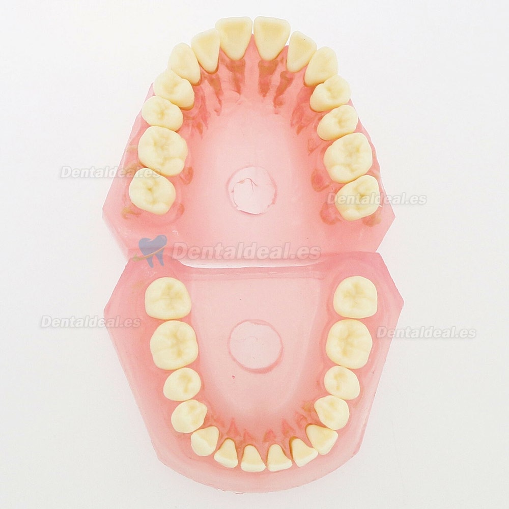 28 Pcs Modelo de enseñanza estándar del estudio del modelo de dientes de dientes extraíbles de dientes 4004