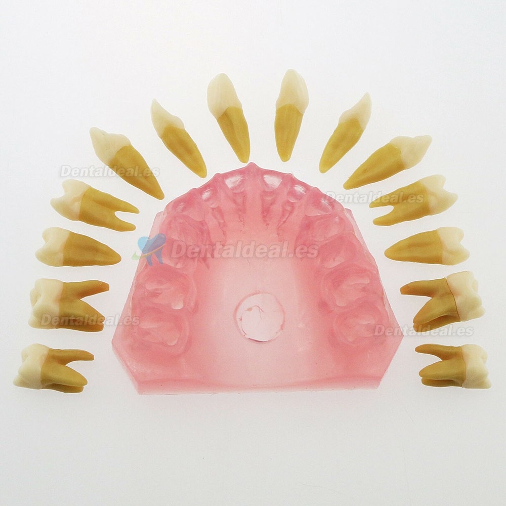 28 Pcs Modelo de enseñanza estándar del estudio del modelo de dientes de dientes extraíbles de dientes 4004