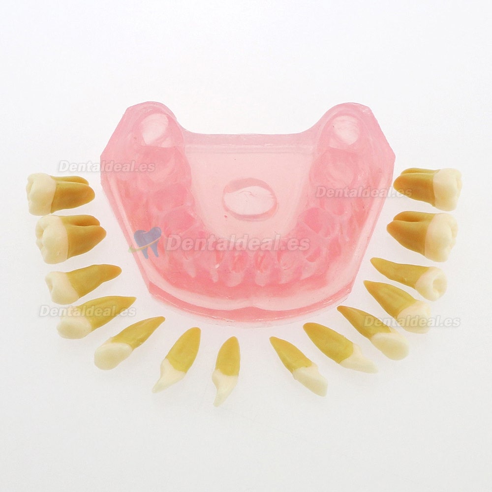 28 Pcs Modelo de enseñanza estándar del estudio del modelo de dientes de dientes extraíbles de dientes 4004