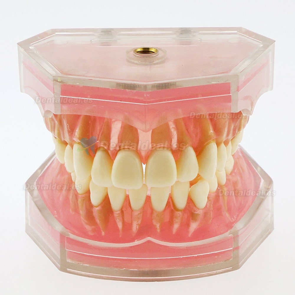 28 Pcs Modelo de enseñanza estándar del estudio del modelo de dientes de dientes extraíbles de dientes 4004