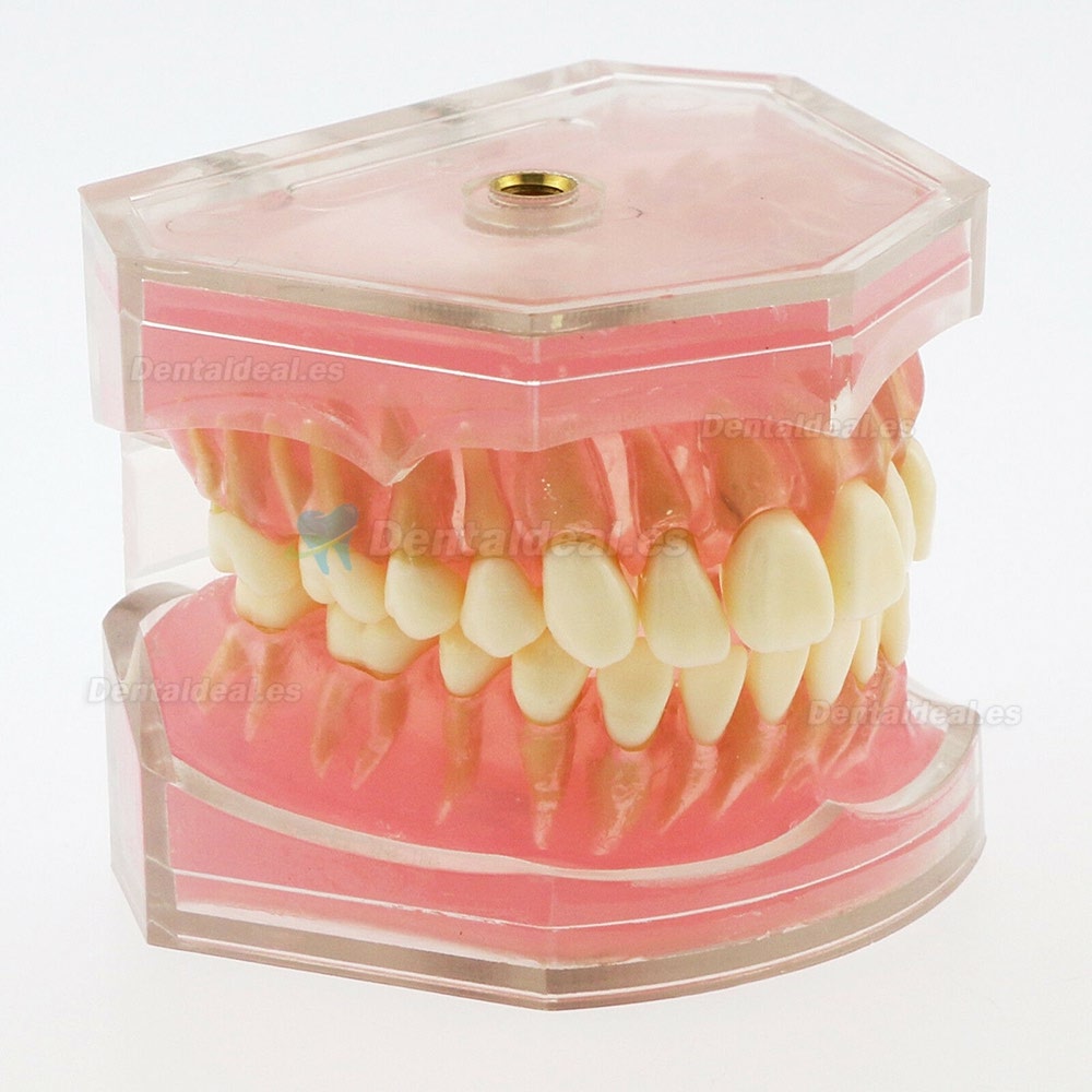 28 Pcs Modelo de enseñanza estándar del estudio del modelo de dientes de dientes extraíbles de dientes 4004