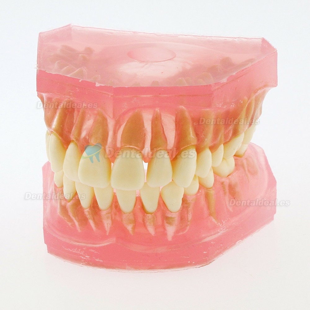 28 Pcs Modelo de enseñanza estándar del estudio del modelo de dientes de dientes extraíbles de dientes 4004