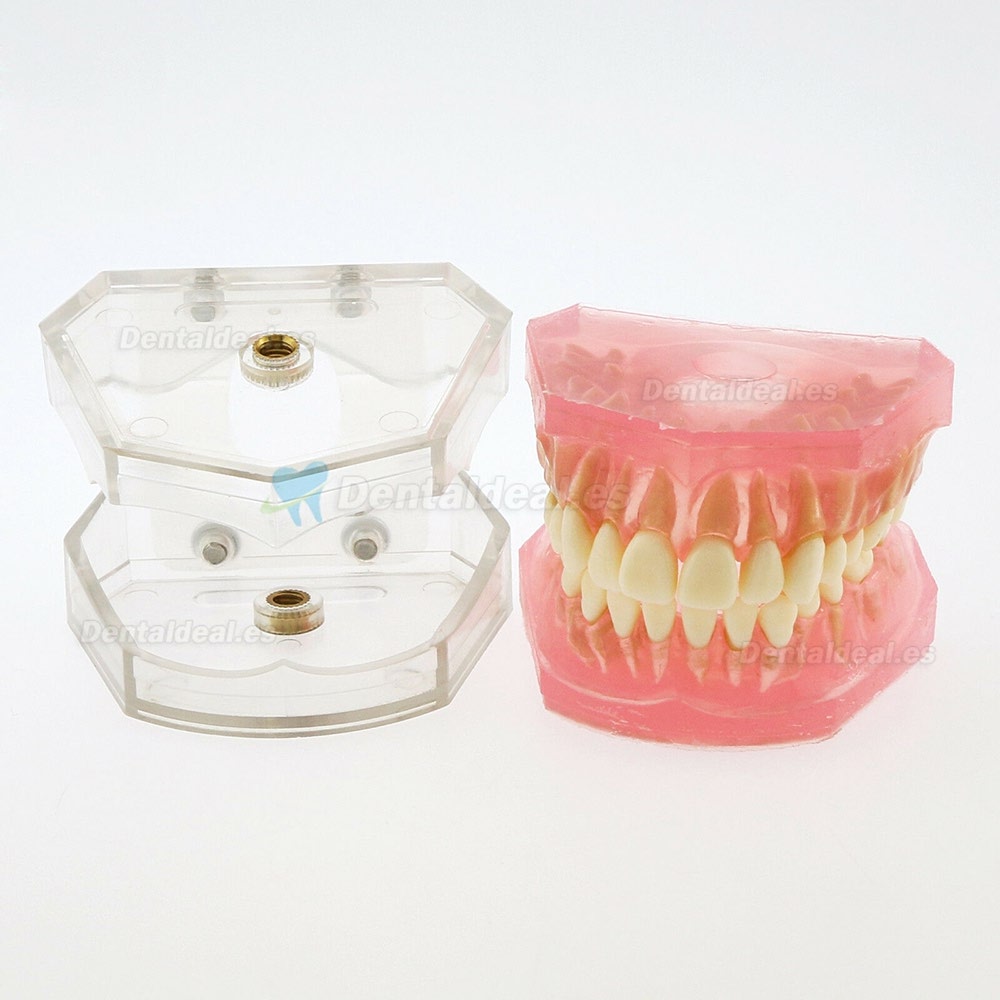 28 Pcs Modelo de enseñanza estándar del estudio del modelo de dientes de dientes extraíbles de dientes 4004